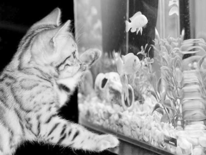 Aquarium bei Stromausfall